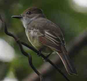 Oferta de Unicaja por los bonos de Banco CEISS y mecanismo de revisión del FROB